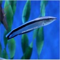 CLEANER WRASSE